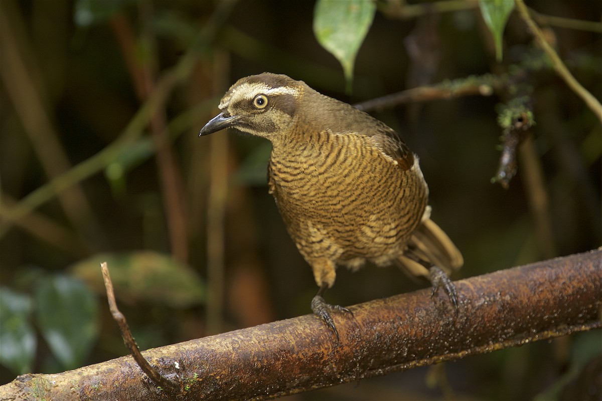 Carola's Parotia - ML48068781