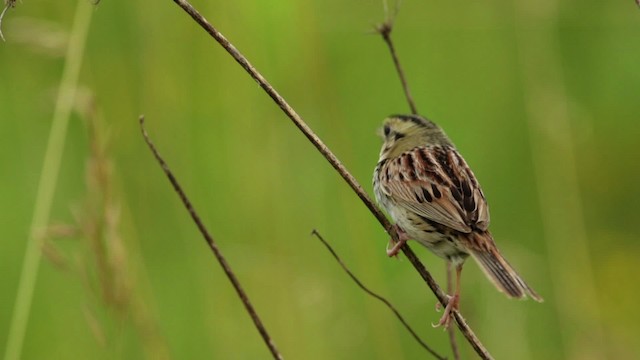 Henslow's Sparrow - ML480688