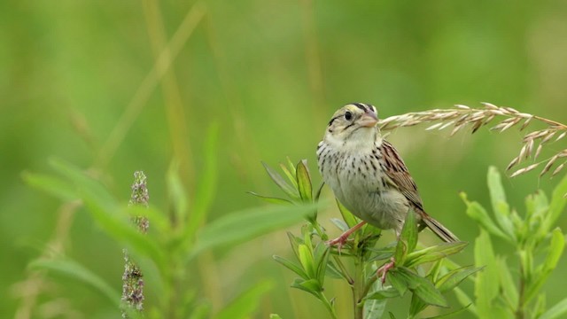 Henslow's Sparrow - ML480689