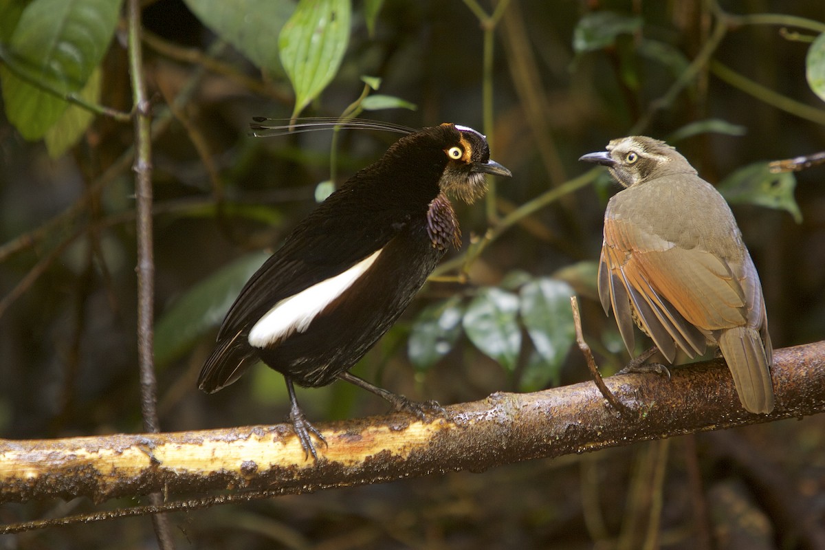 Carola's Parotia - ML48068971