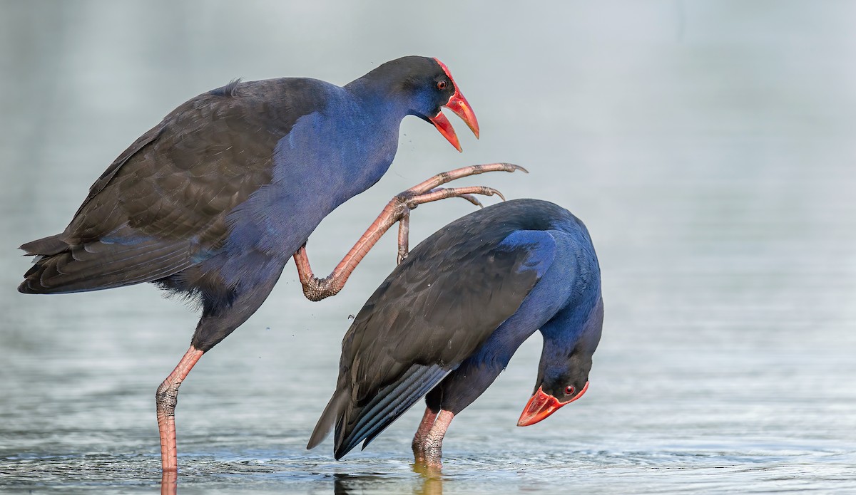 Australasian Swamphen - Martin Anderson