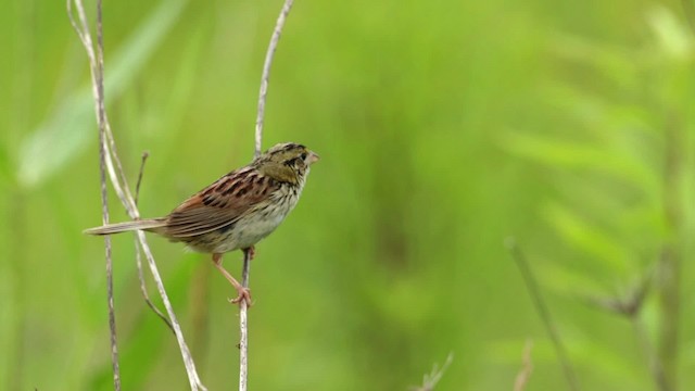 Henslow's Sparrow - ML480690