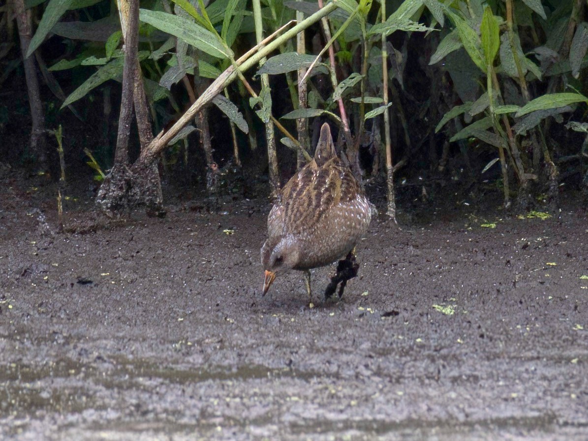 Tüpfelsumpfhuhn - ML480690381