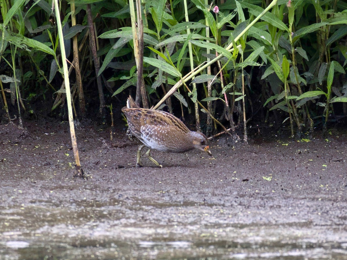 Tüpfelsumpfhuhn - ML480690391