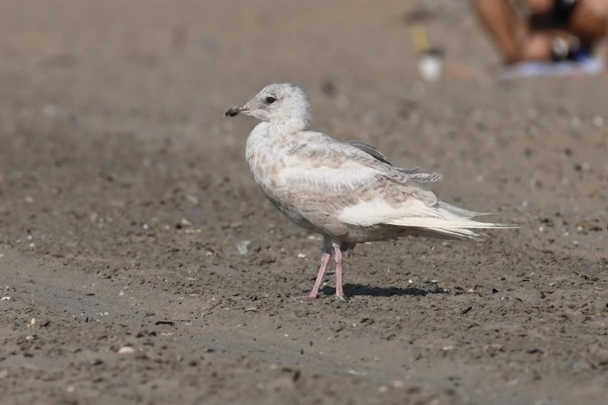 Iceland Gull - ML480690741