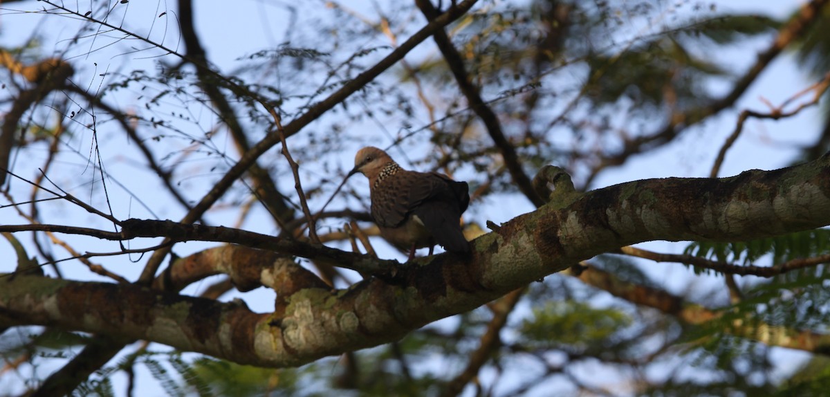 珠頸斑鳩 - ML480691811