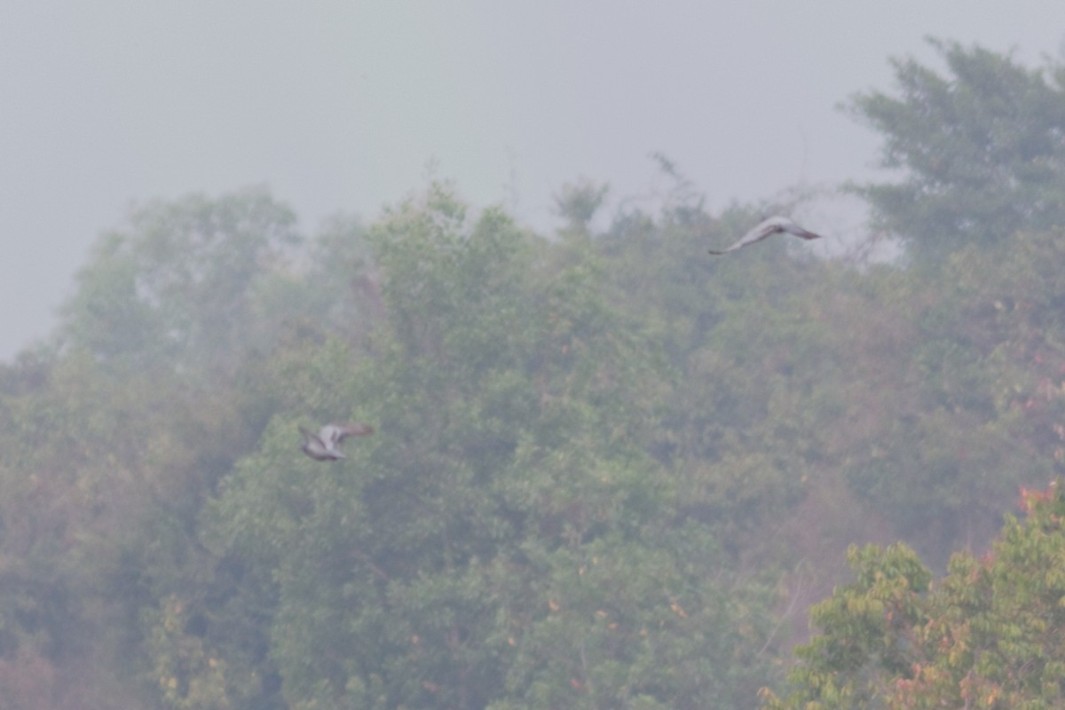 Rock Pigeon (Feral Pigeon) - ML480695261