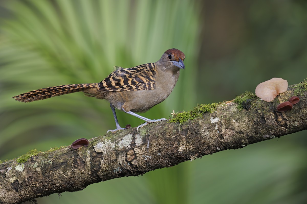 Giant Antshrike - Marco Valentini