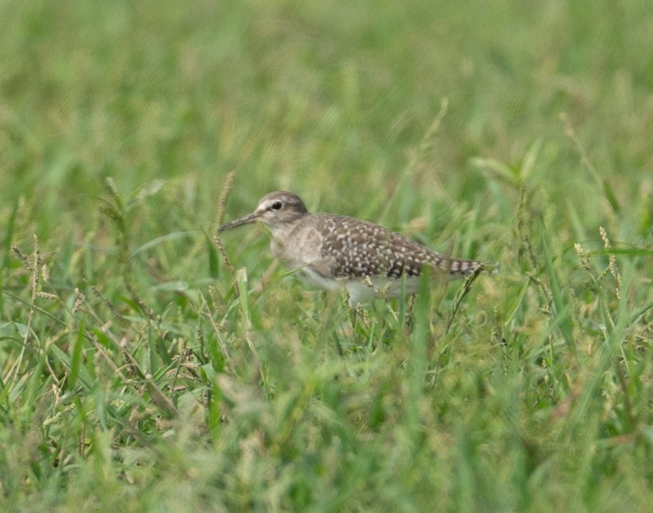 Wood Sandpiper - ML480697691