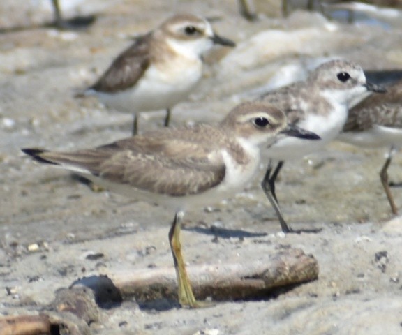 Greater Sand-Plover - Anand Birdlife