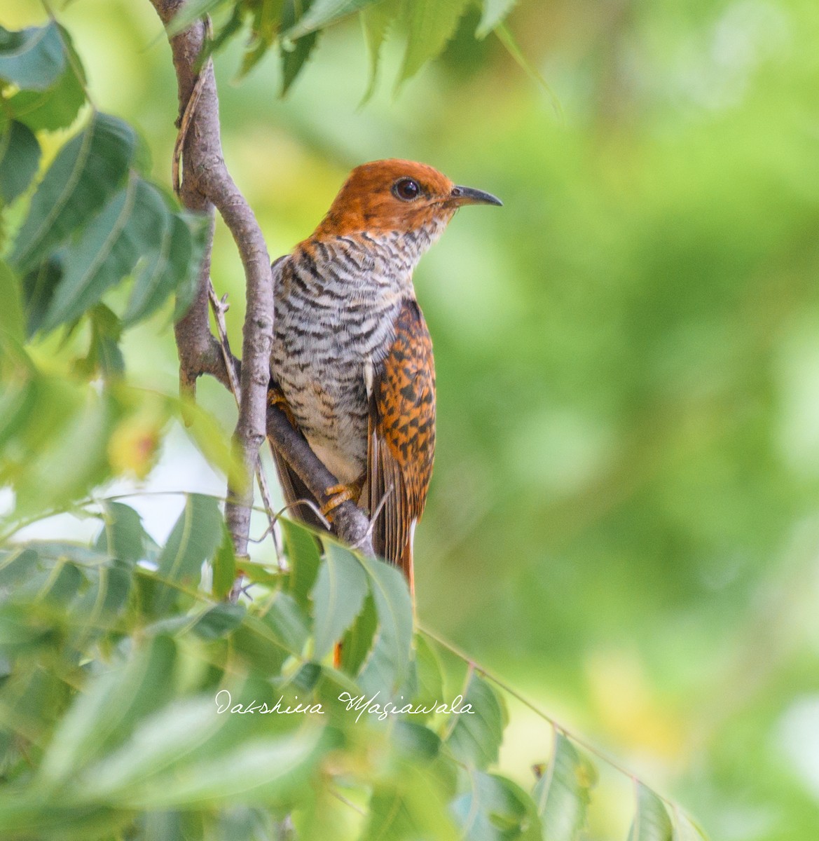 Gray-bellied Cuckoo - ML480698741