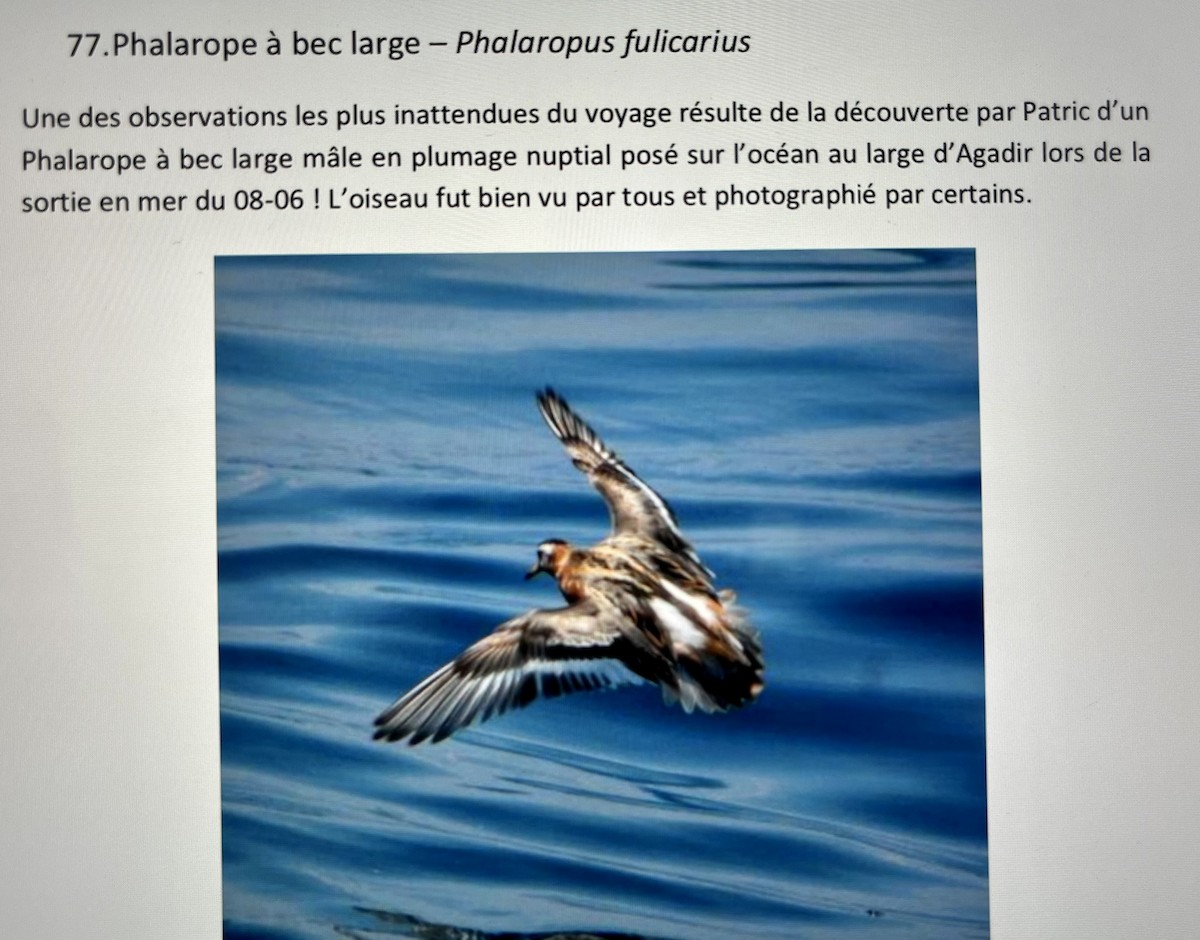 Red Phalarope - ML480699221