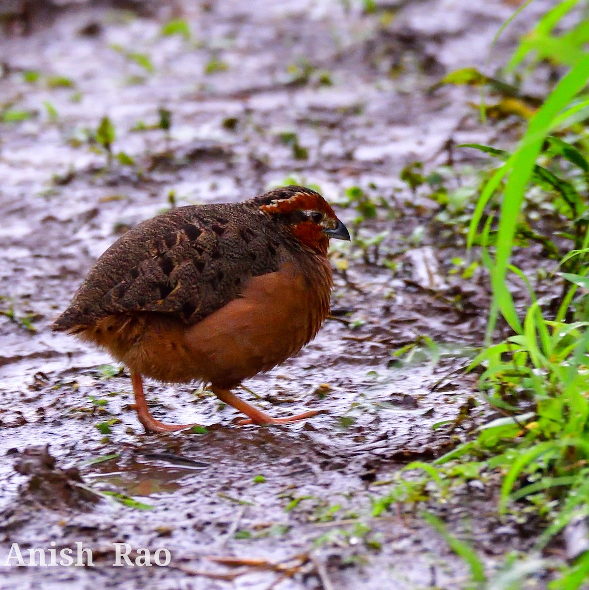 Jungle Bush-Quail - Anish Rao