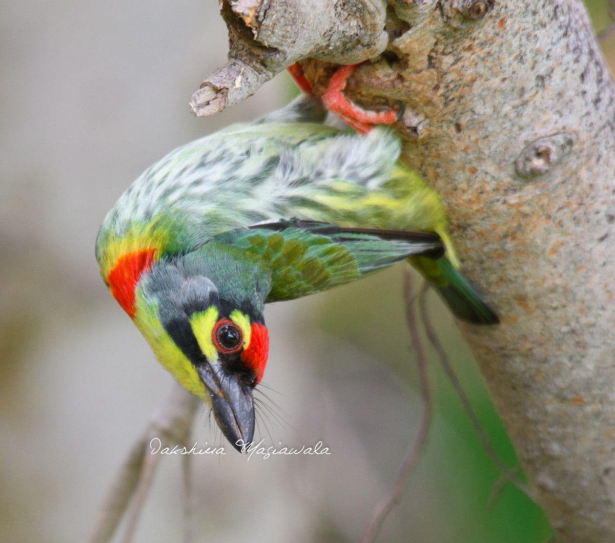 Coppersmith Barbet - ML480699301