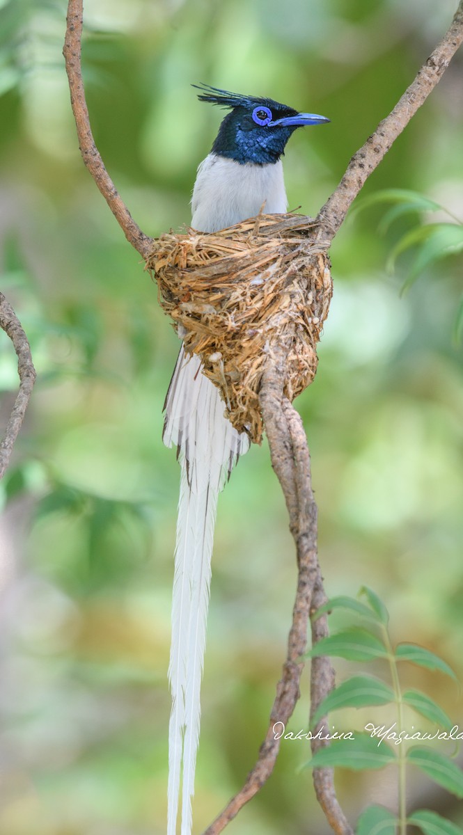 Indian Paradise-Flycatcher - ML480699361