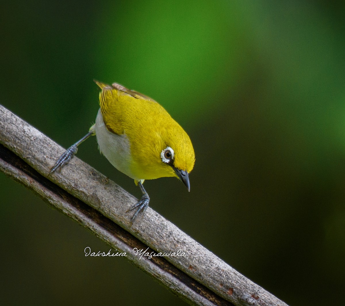 Indian White-eye - ML480699501