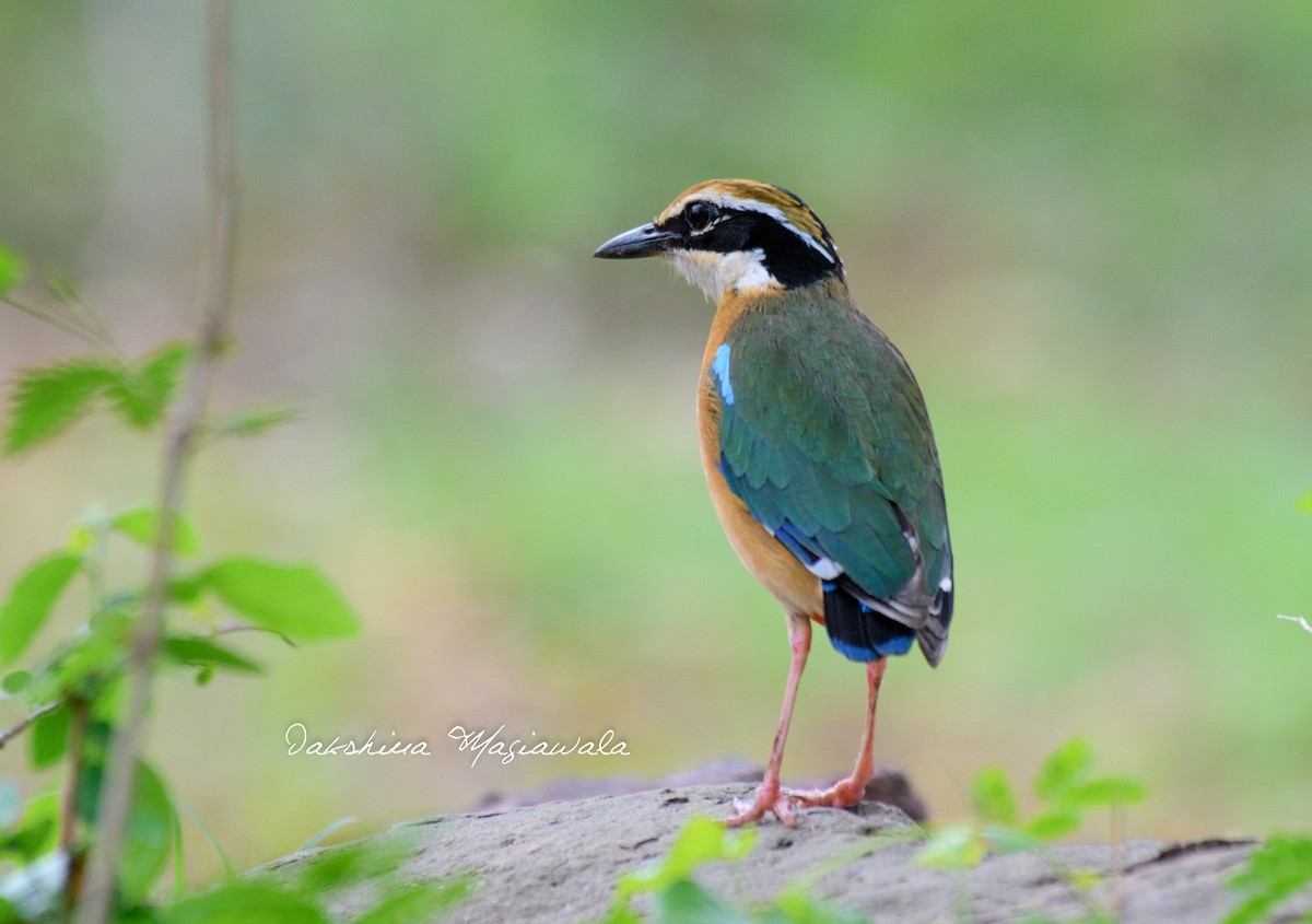 Indian Pitta - Dakshina Sudhir