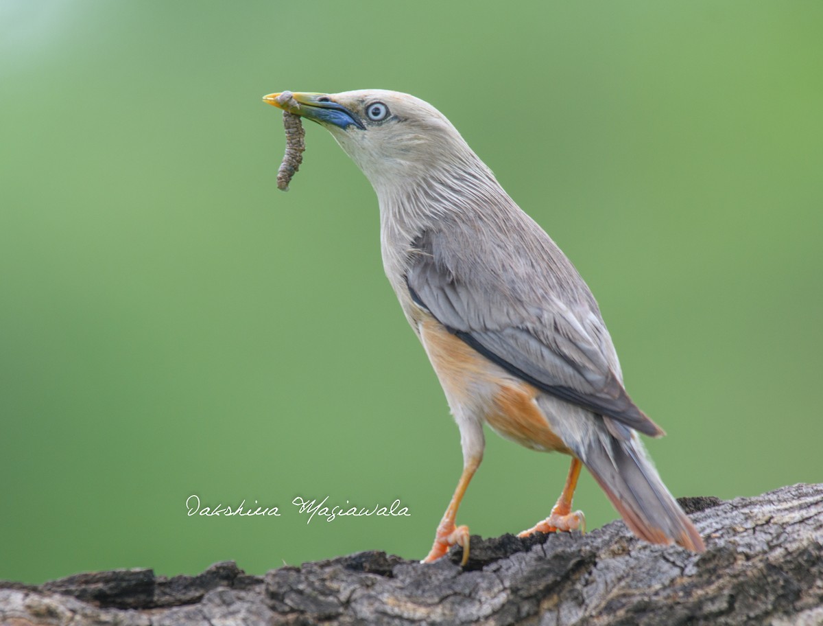 Chestnut-tailed Starling - ML480699631