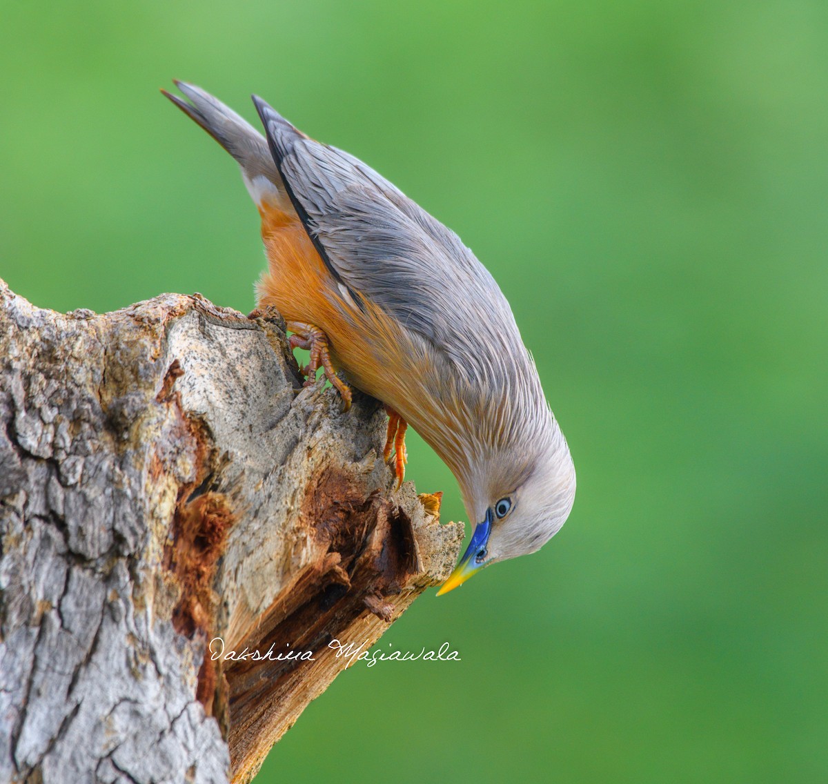 Chestnut-tailed Starling - ML480699641