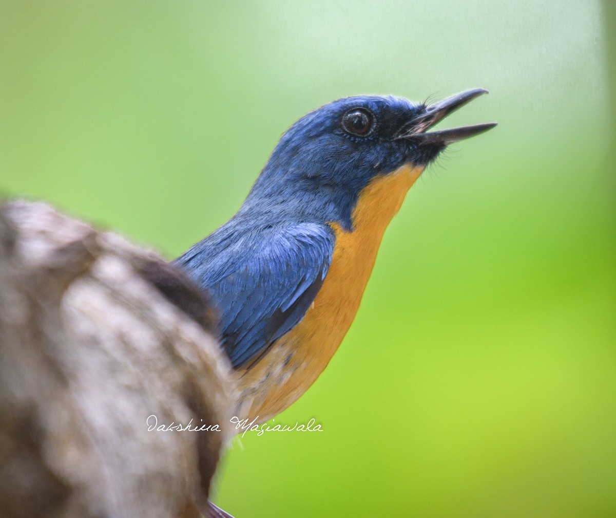 Tickell's Blue Flycatcher - ML480699661