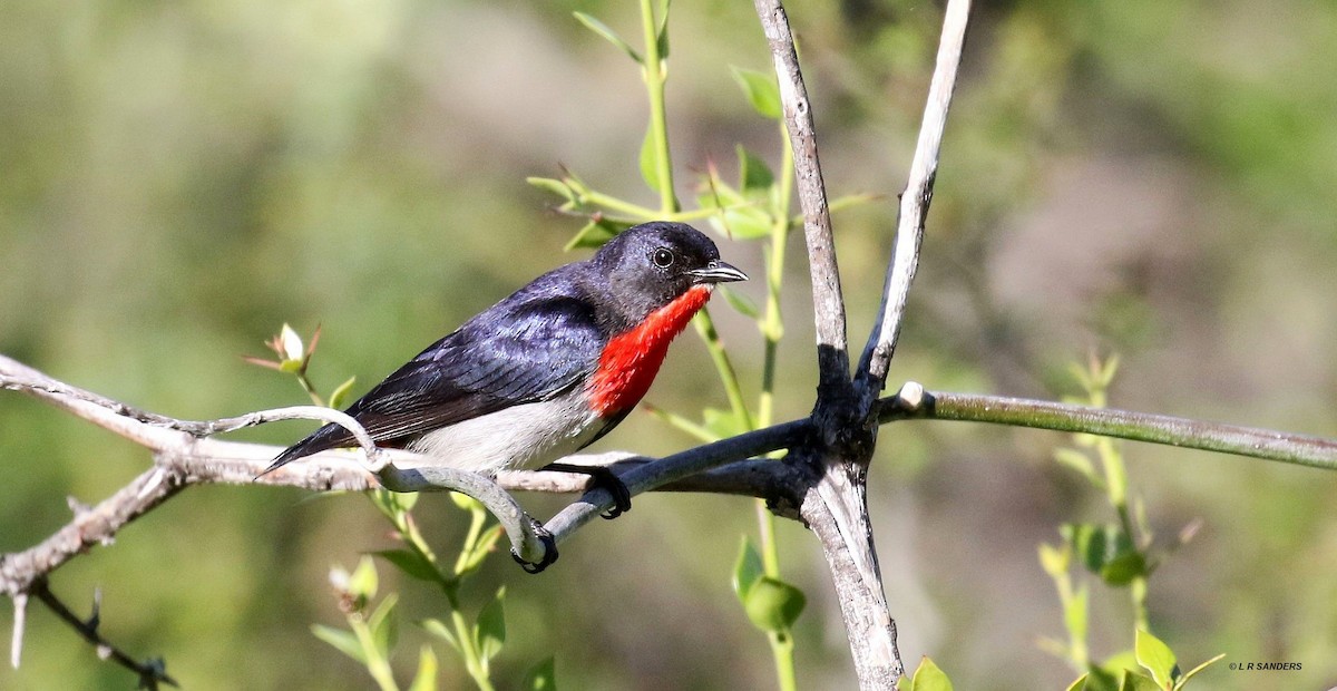 Picaflores Golondrina - ML480700281