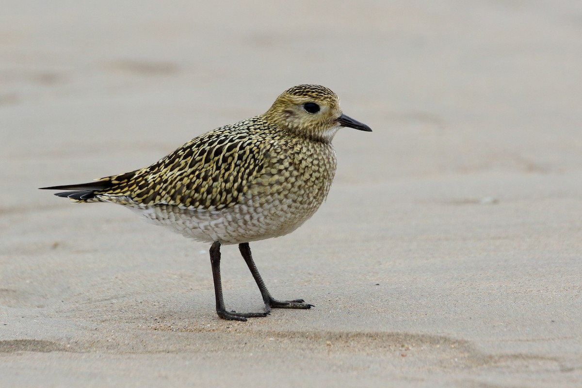 European Golden-Plover - ML480702901
