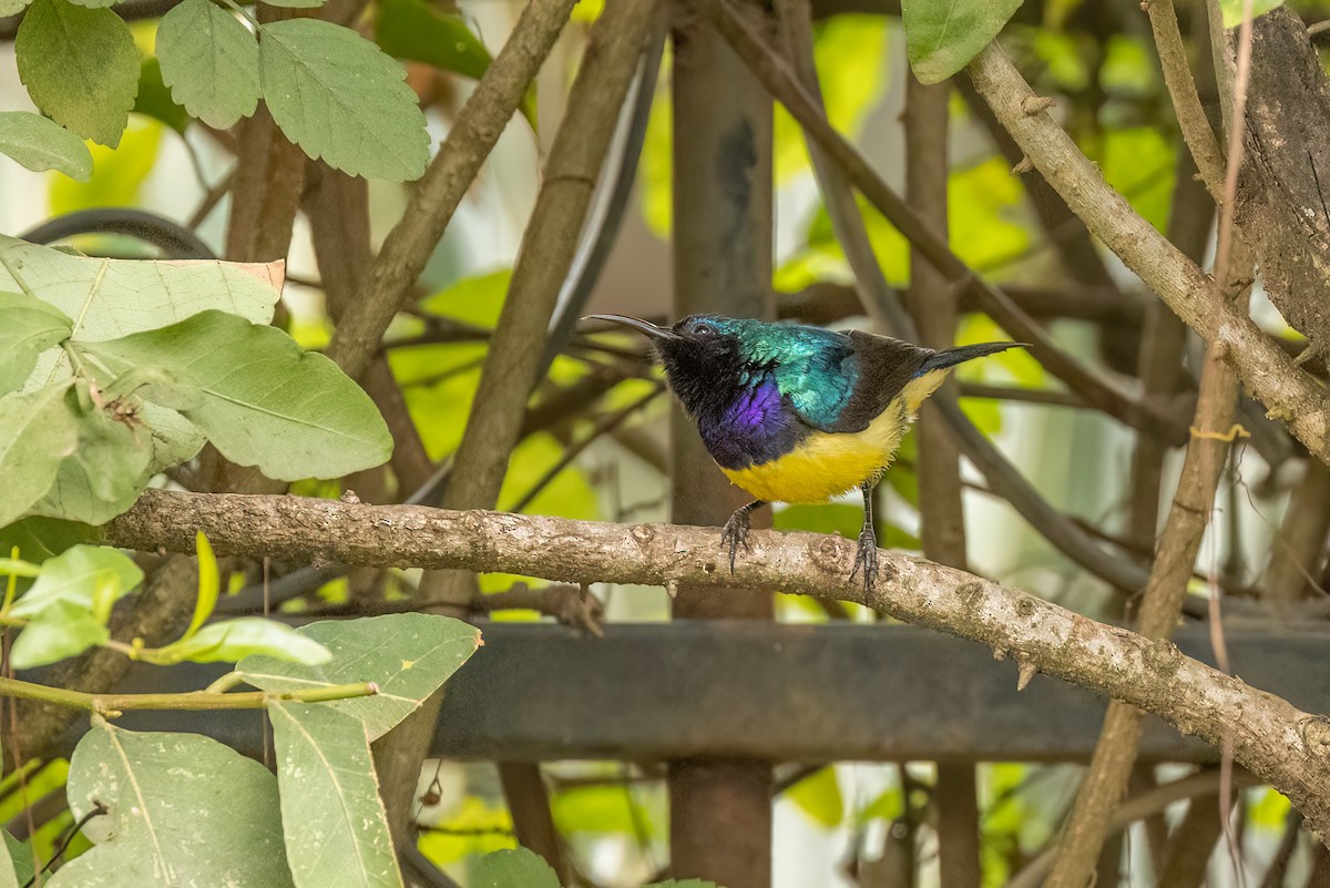 Variable Sunbird - ML480703331