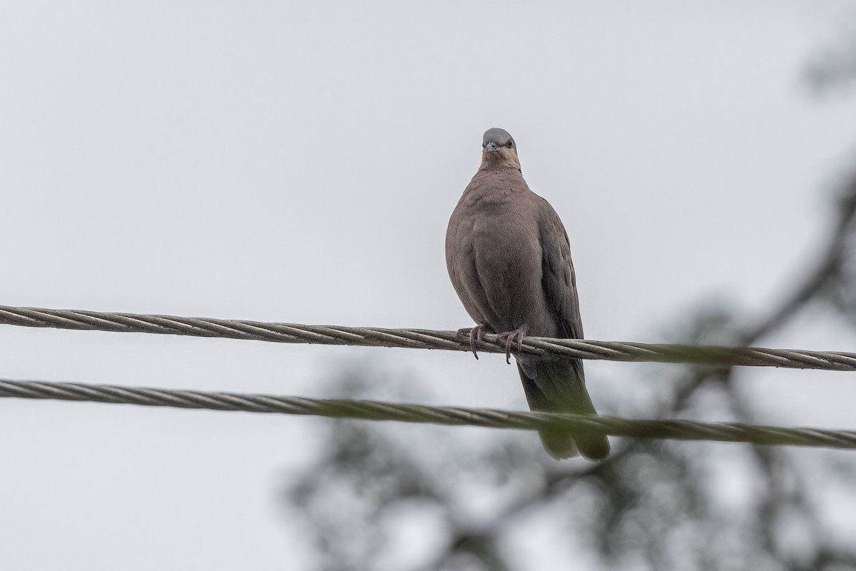 Ring-necked Dove - ML480703421