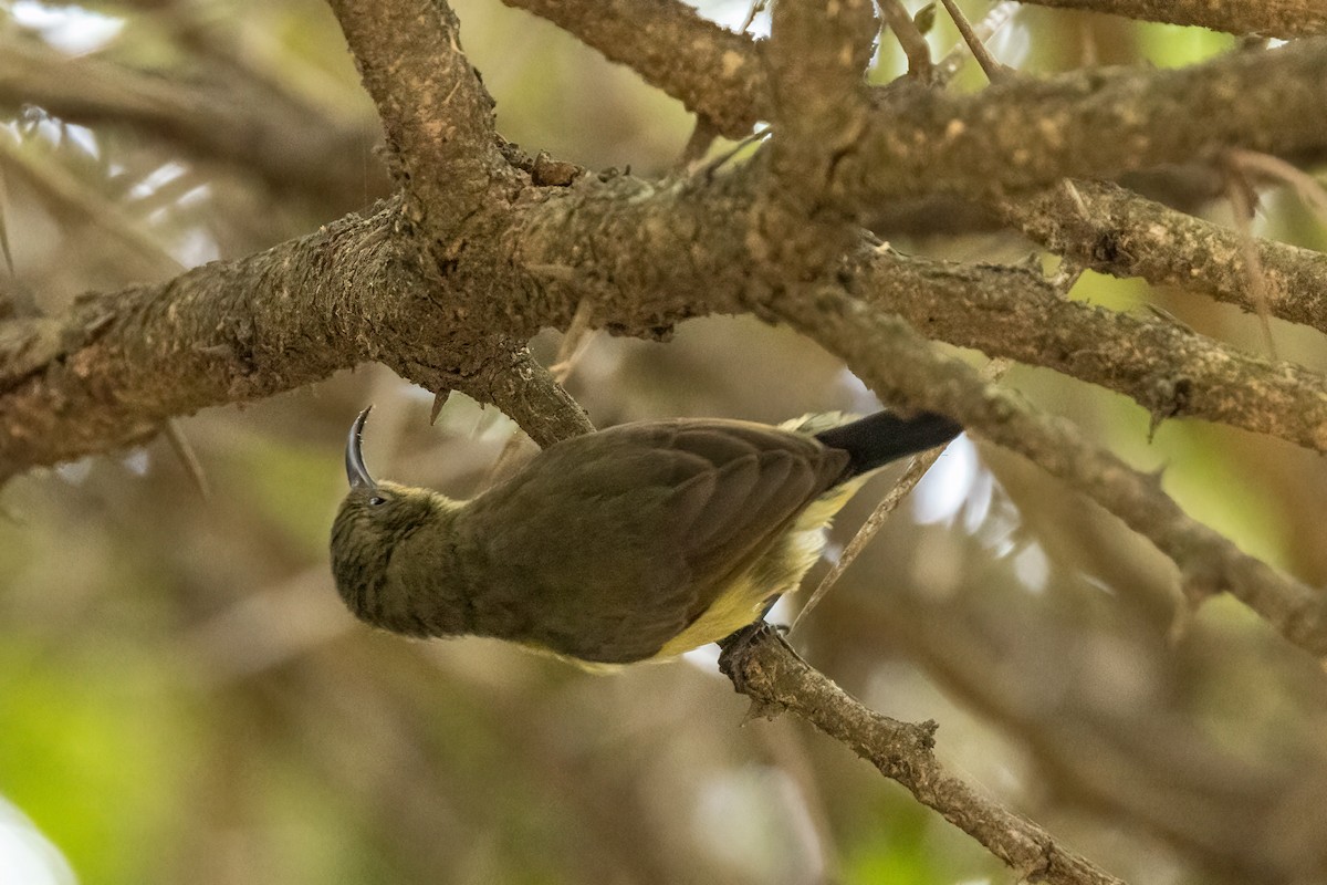 Variable Sunbird - ML480704041