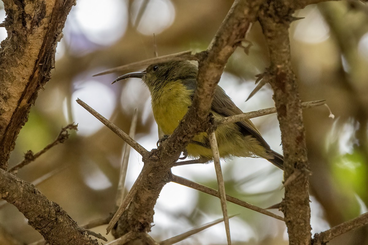 Variable Sunbird - ML480704051