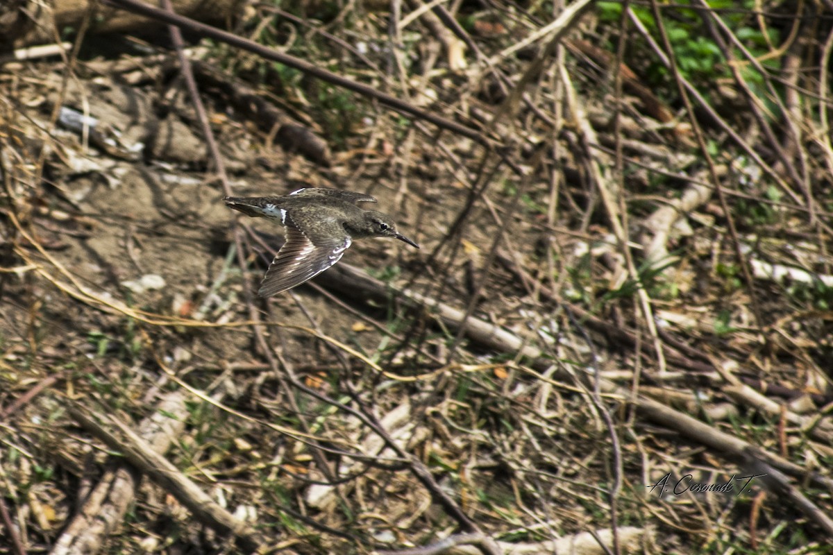 Spotted Sandpiper - ML480704101