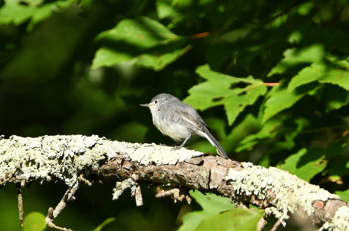 Blue-gray Gnatcatcher (caerulea) - ML480704411