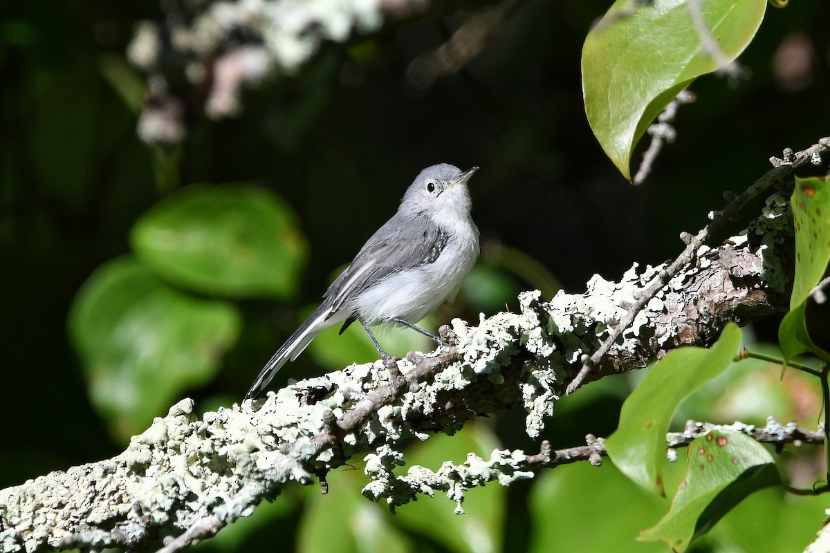 Blue-gray Gnatcatcher (caerulea) - ML480704431