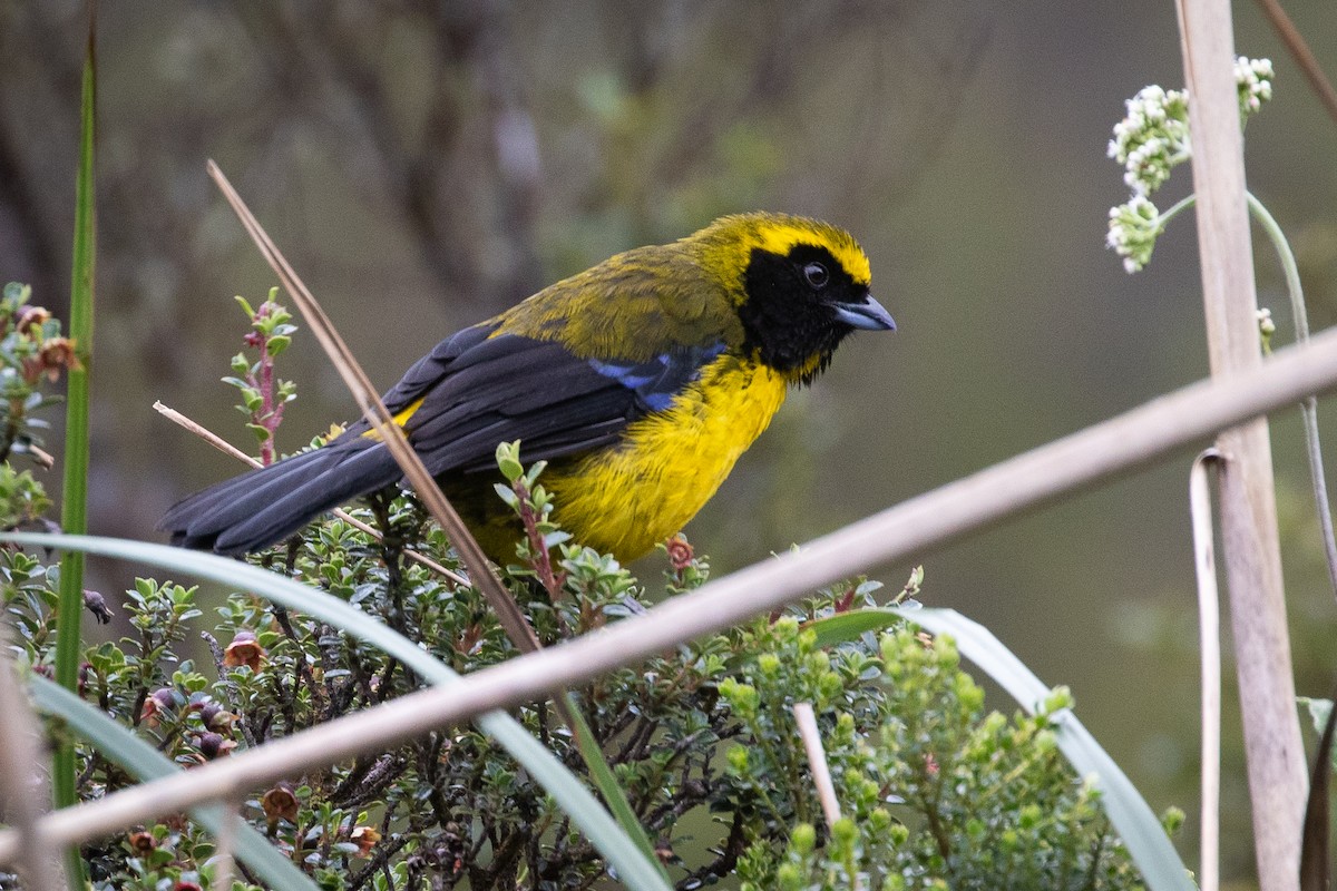 Masked Mountain Tanager - ML480704971
