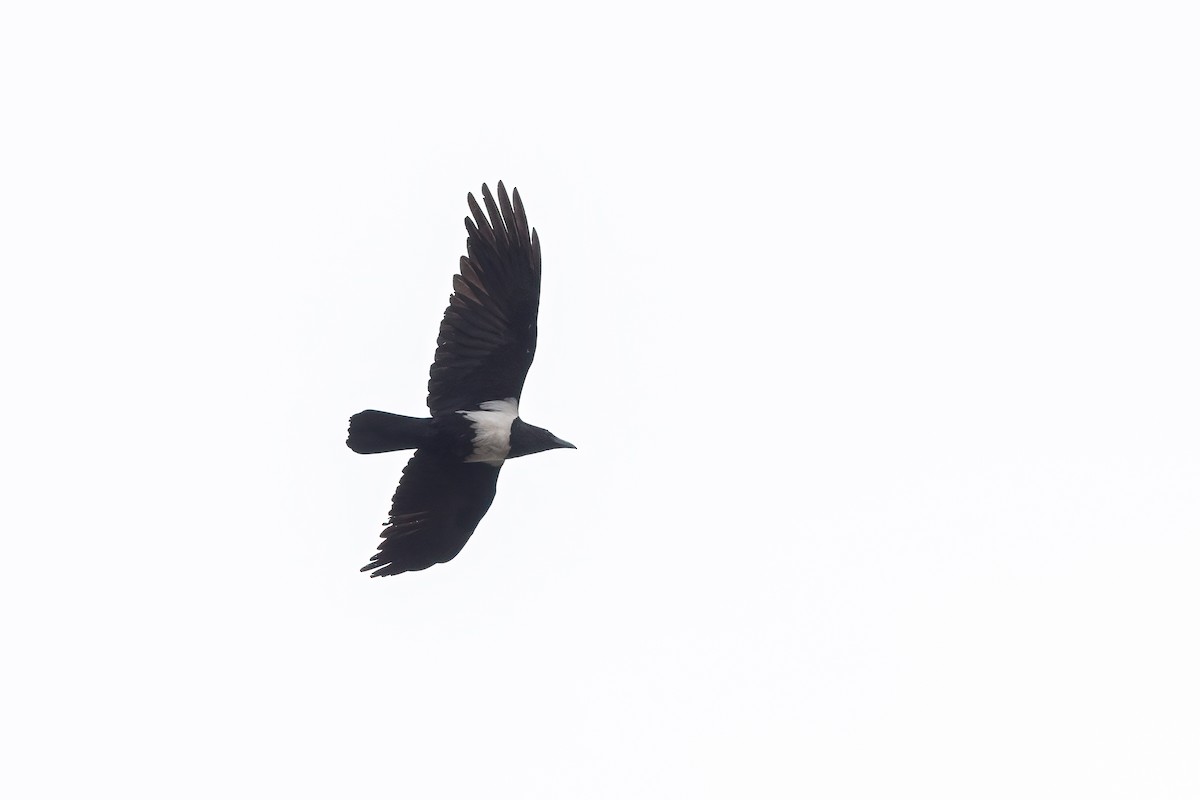 Pied Crow - ML480705461