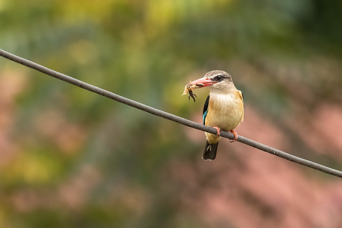 Brown-hooded Kingfisher - ML480707061