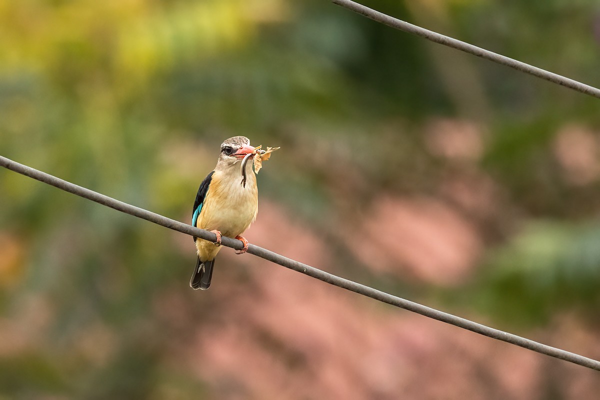 Brown-hooded Kingfisher - ML480707801