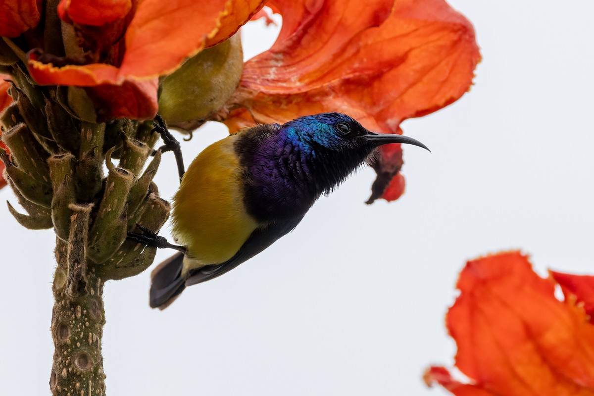 Variable Sunbird - ML480708321