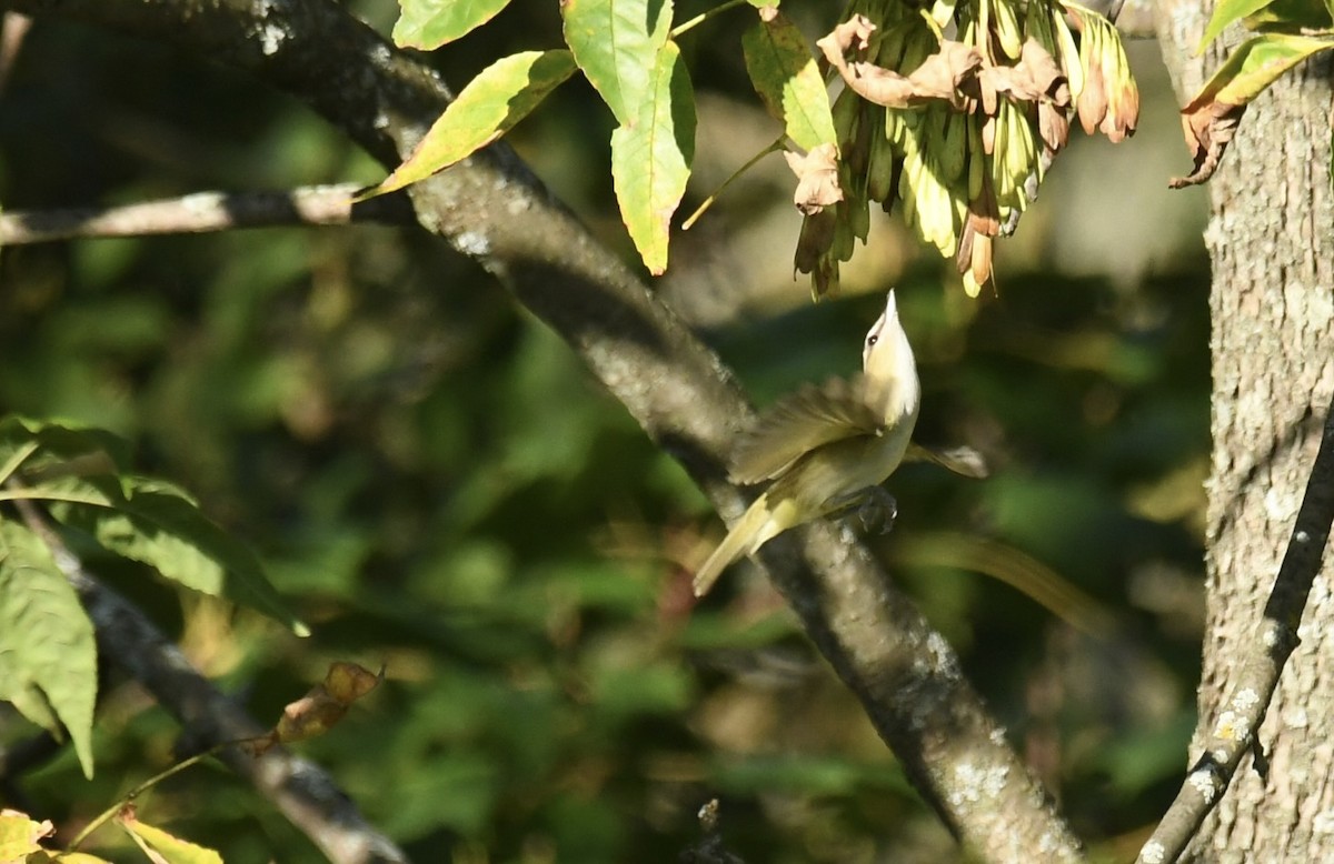 Red-eyed Vireo - ML480709711