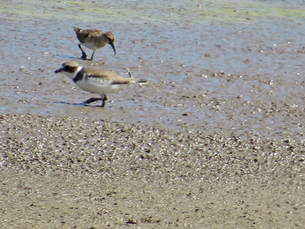 Semipalmated Plover - ML480710761
