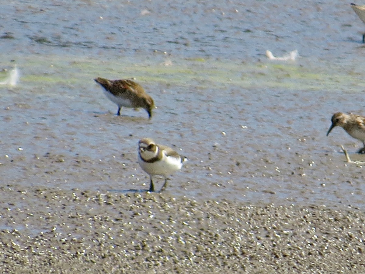 Semipalmated Plover - ML480710771