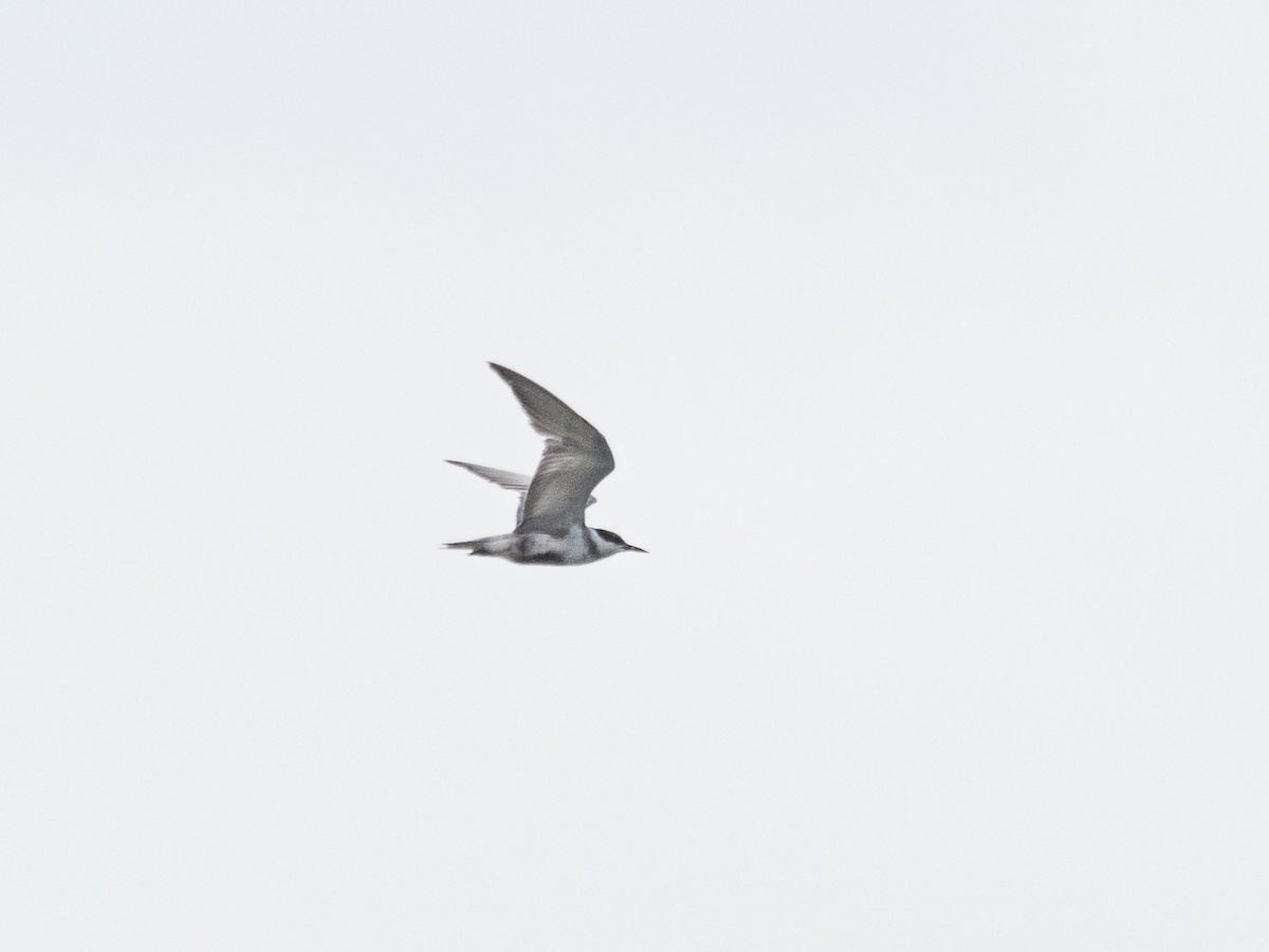 Whiskered Tern - ML480711021