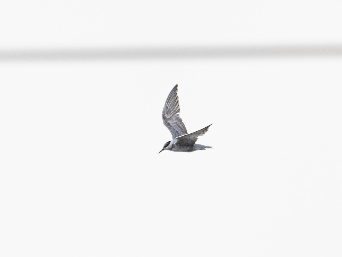 Whiskered Tern - ML480711031