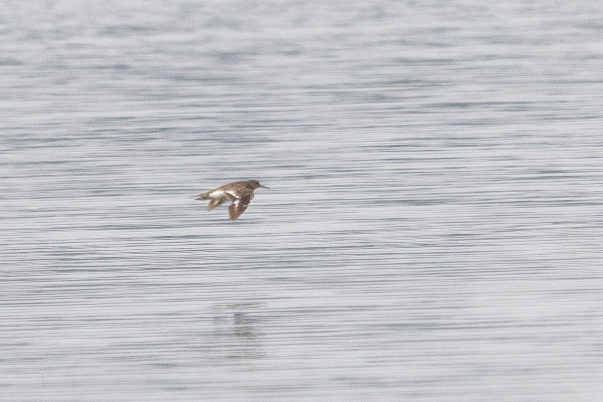 Common Sandpiper - ML480711051