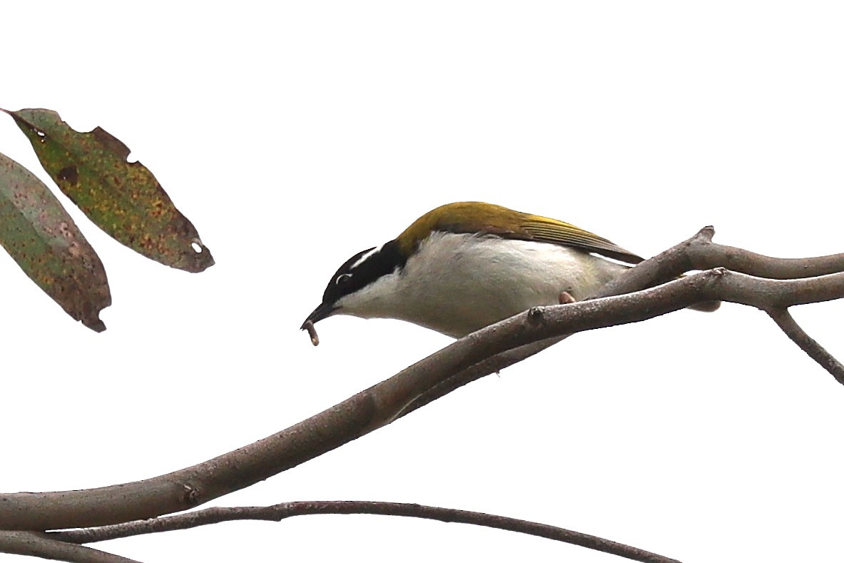 White-throated Honeyeater - ML480711831