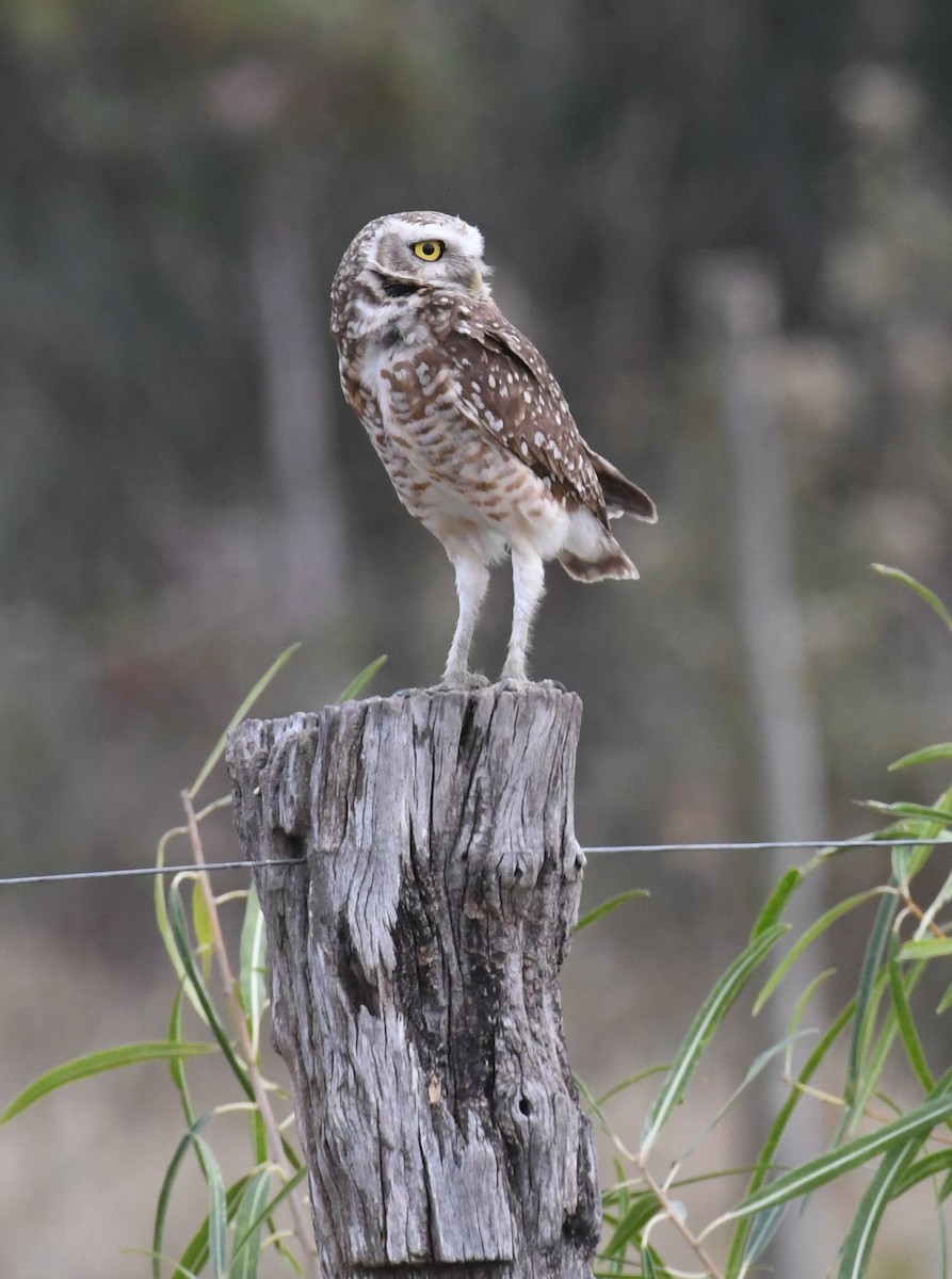 Burrowing Owl - ML480713641