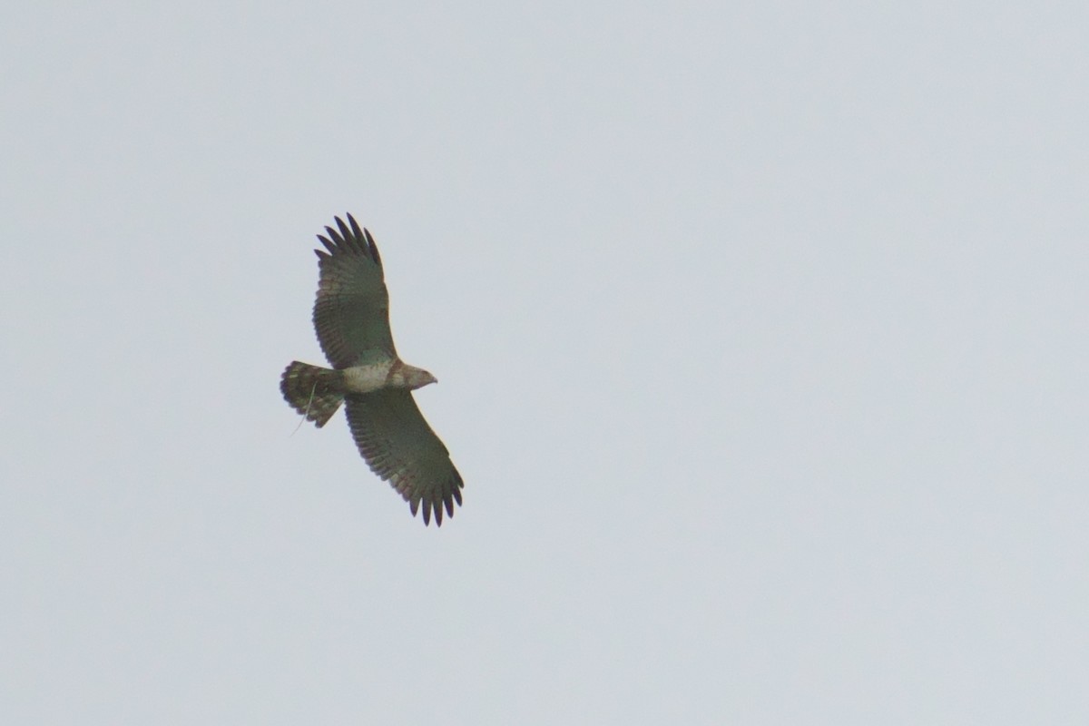 Short-toed Snake-Eagle - ML480714241