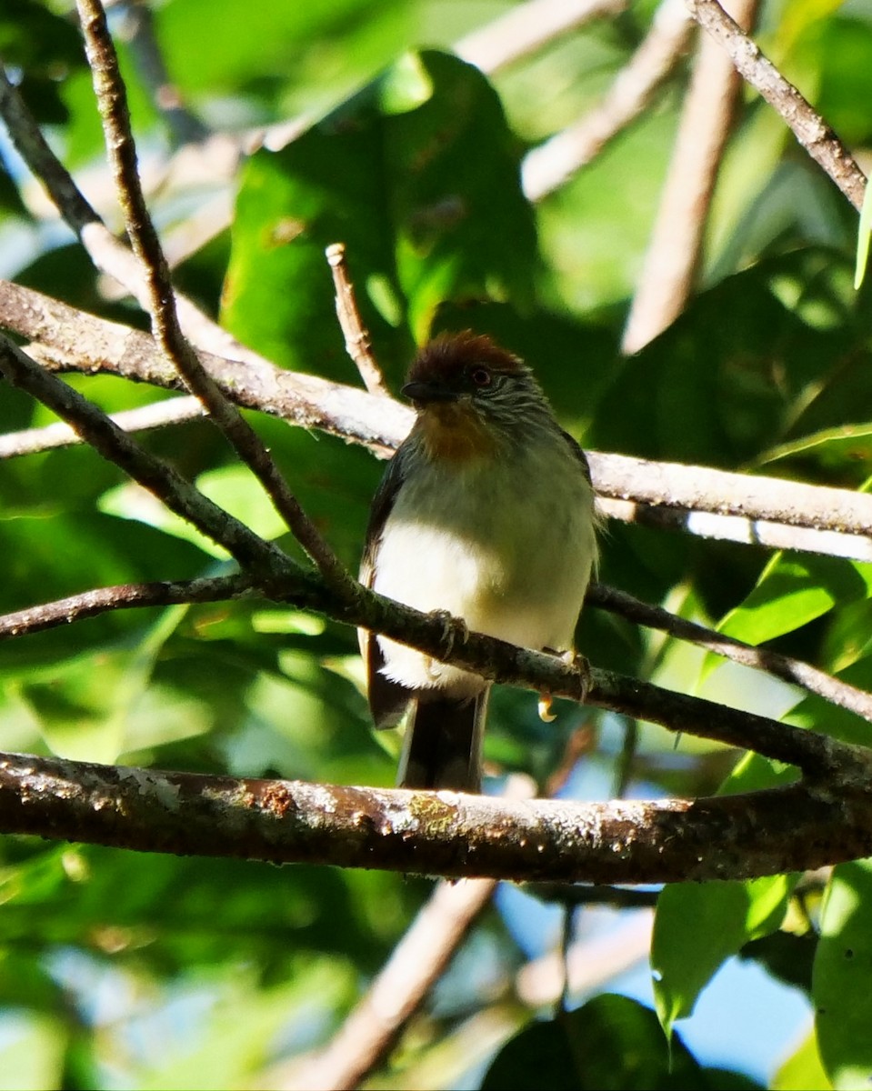 Rusty-crowned Babbler - George Inocencio