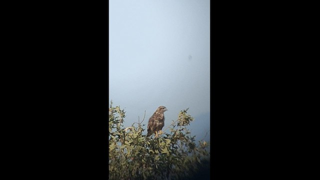 Common Buzzard - ML480714841