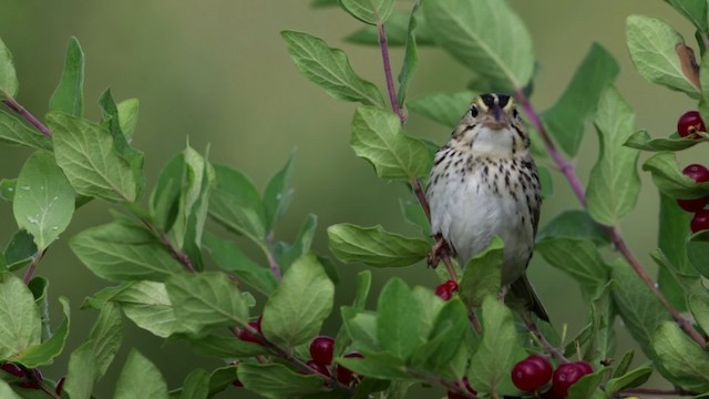 Henslow's Sparrow - ML480715